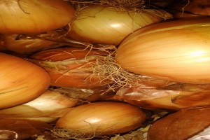 Dried Onions from Zimbabwe